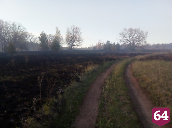 Сгоревший на Первомай лес под Саратовом вырубят и восстановят
