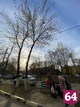 Жительница Саратова спасла повисшего на дереве голубя 