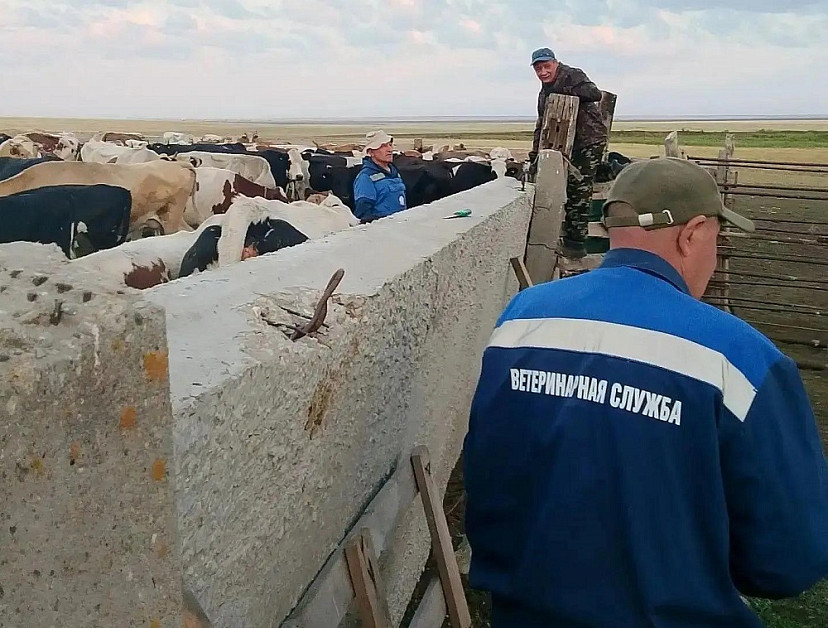 Под Саратовом 17 неучтенных коров проверят на опасные болезни 