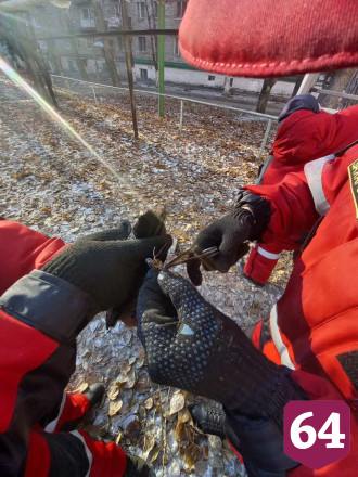 Спасатели освободили застрявшую на дереве в центре Саратова птицу