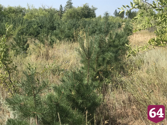 На горельнике под Саратовом вырастили молодой сосновый лес