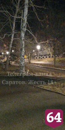 Саратовцы просят не обижать гуляющих по улицам лис