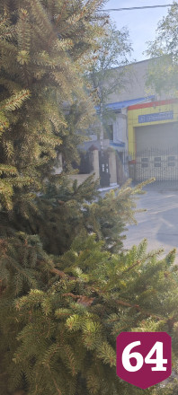 В Саратове щенок прячется в еловых лапах от агрессивных собак