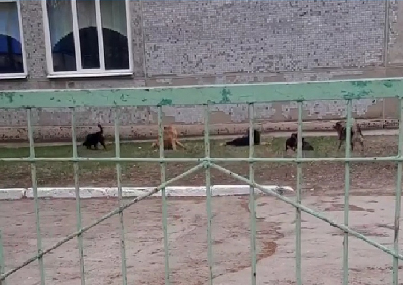 В Саратове бродячие собаки оккупировали территорию школы и сквер   