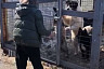 Саратовские волонтеры передали 20 мешков корма для собак