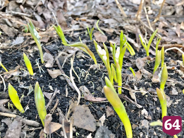 В саратовском парке взошли первоцветы