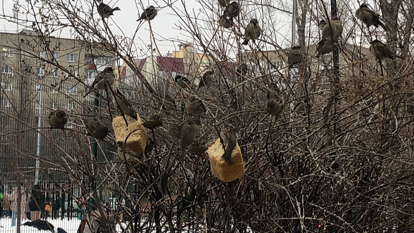В саратовском парке заметили необычные кормушки для птиц