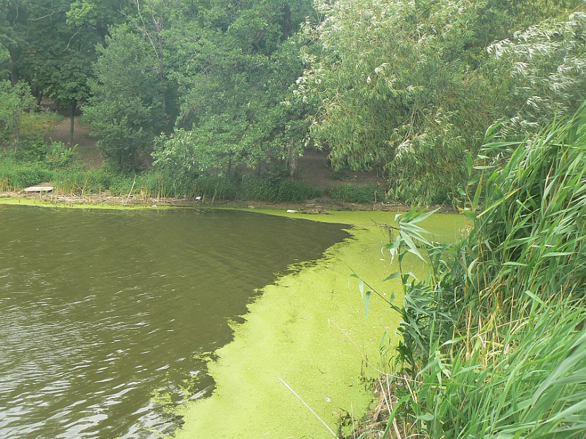 В саратовском пруду проверят воду после многочисленных жалоб
