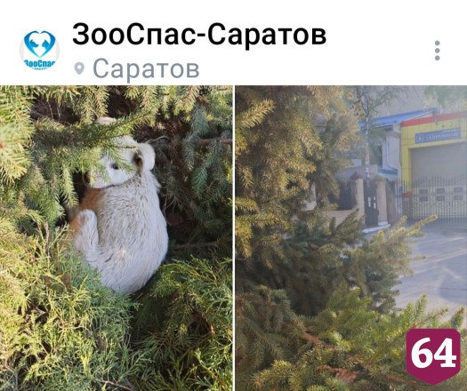 В Саратове щенок прячется в еловых лапах от агрессивных собак