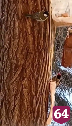 В Саратове белки приходят к жильцам пятиэтажки за салом и орешками