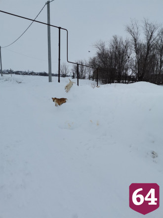 Собаки из приюта держат в страхе жителей села под Саратовом 