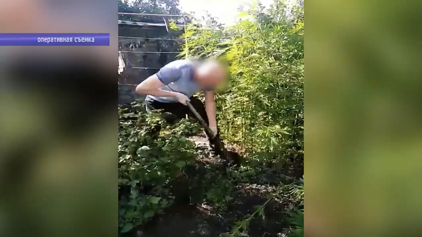 Саратовец вырастил в огороде 96 кустов конопли и попался