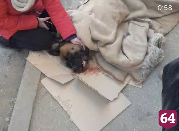 В Саратове после падения собаки с 5-го этажа возбуждено уголовное дело