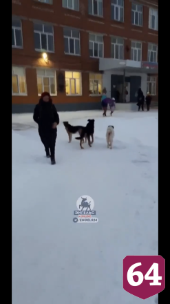 В Энгельсе бродячие собаки облюбовали школьный двор