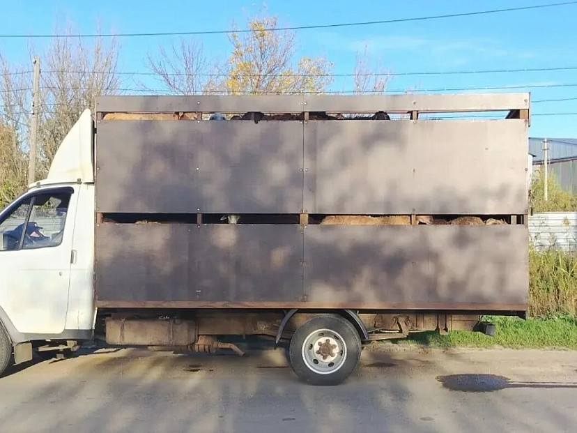 В Нижний Новгород из Саратовской области не выпустили отару овец 