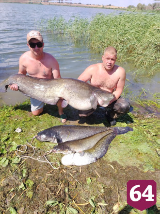 Саратовские рыбаки показали «знатный улов» с сомами