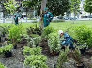 В Саратове высадят сотни деревьев и тысячи кустарников