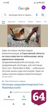 Нетопыря из Саратова отправят зимовать в Москву