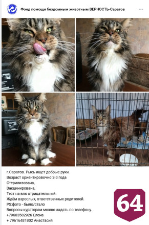 В Саратове ждет хозяина скучающий мейн-кун