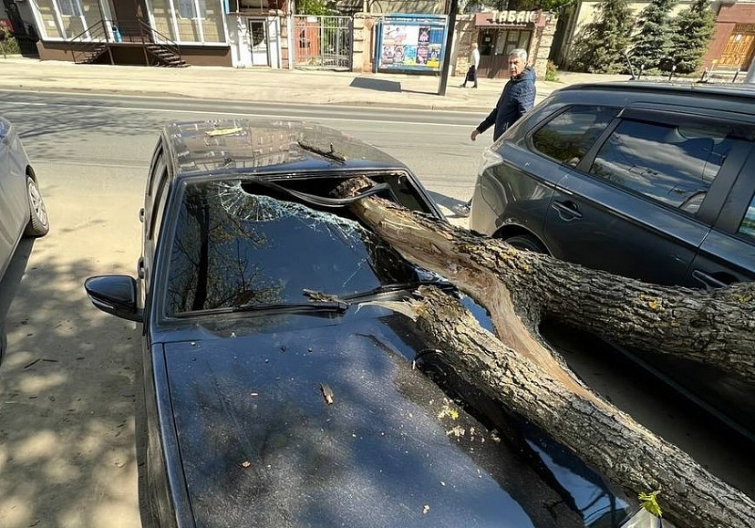 В центре Саратова дерево рухнуло на два автомобиля