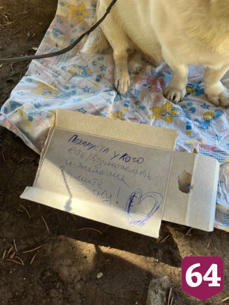Саратовцы спасли привязанного к скамейке чихуахуа с запиской