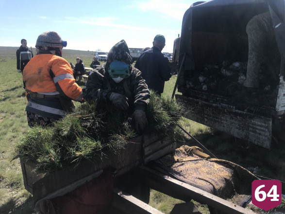 В Саратовской области высадили 38 гектаров «Сада памяти»