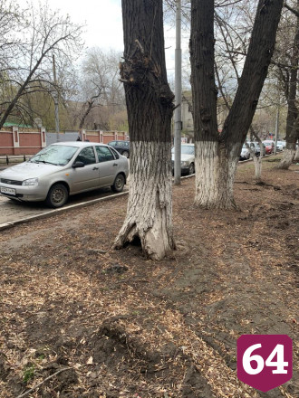 В Саратове на смену спиленным высадят 1000 деревьев 