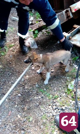 Спасатели вытащили застрявшего щенка из груды металла 