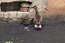 Жители Саратова спасли заблудившуюся утиную семью