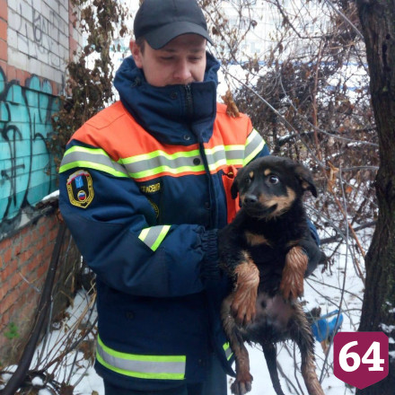 Саратовские спасатели вытащили щенка из колодца с водой 