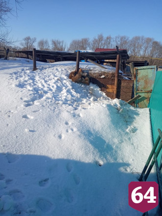 Под Саратовом живодер ловит собак в капканы и вытаскивает по частям