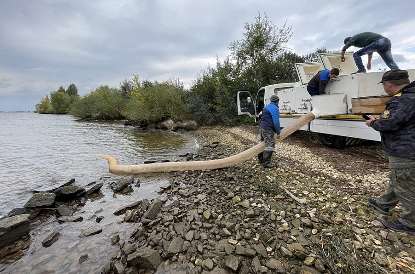 Волгу расчистили от водорослей и выпустили 21 тысячу мальков 