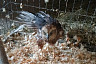 Саратовцев попросили помочь опилками зооуголку в Детском парке