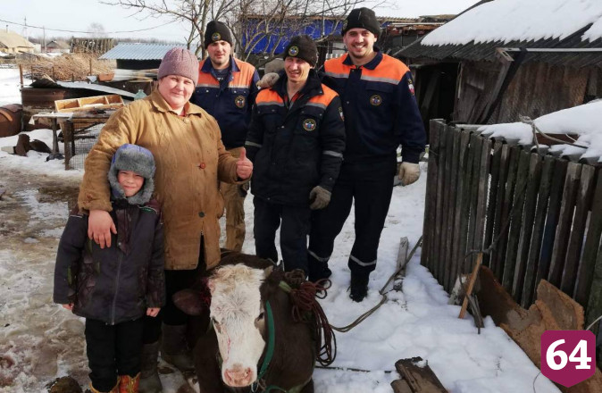 Саратовские спасатели вытащили упавшую в погреб корову