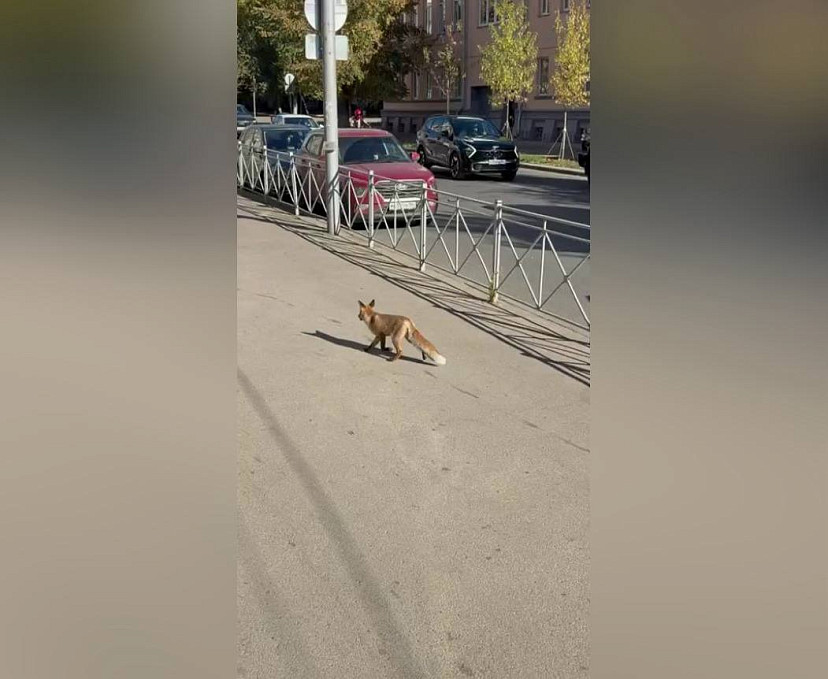 По центру Саратова разгуливала лисица