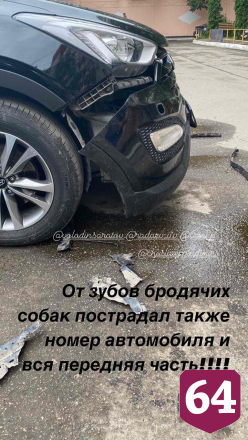 В Саратове стая собак оторвала бампер у автомобиля