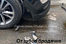 В Саратове стая собак оторвала бампер у автомобиля