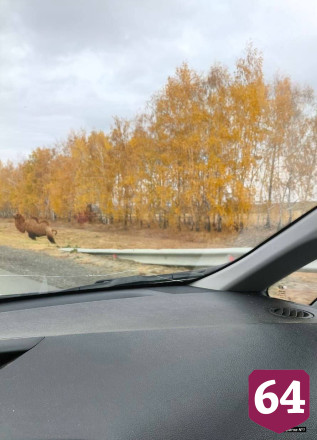 Под Саратовом у трассы гуляла любопытная верблюдица Дуся