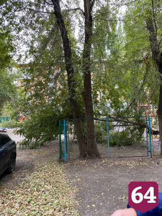 В Саратове после падения дерева попросили обследовать двор