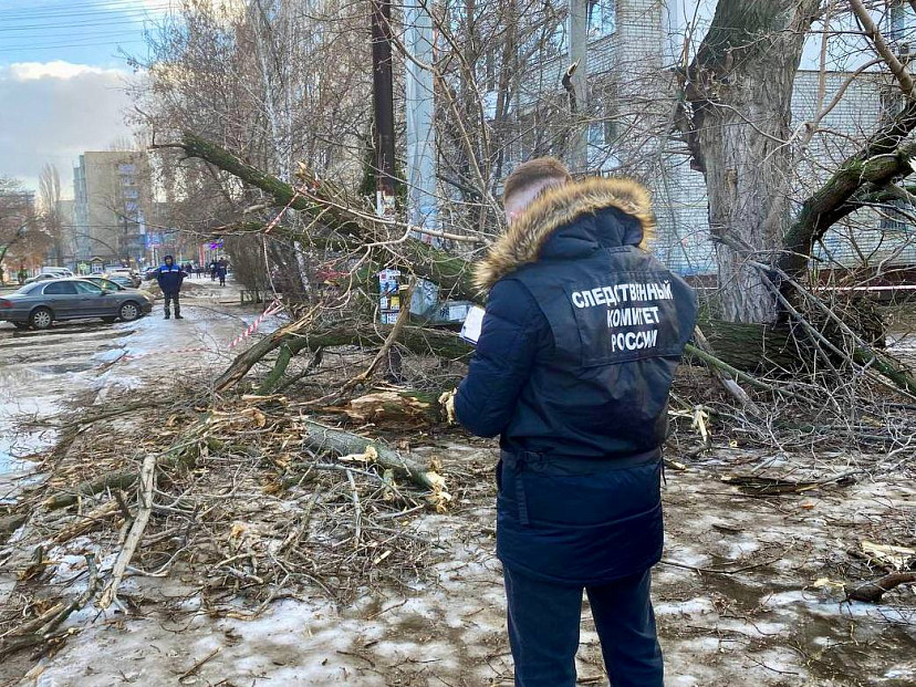 В Энгельсе женщина тяжело травмировалась при падении дерева