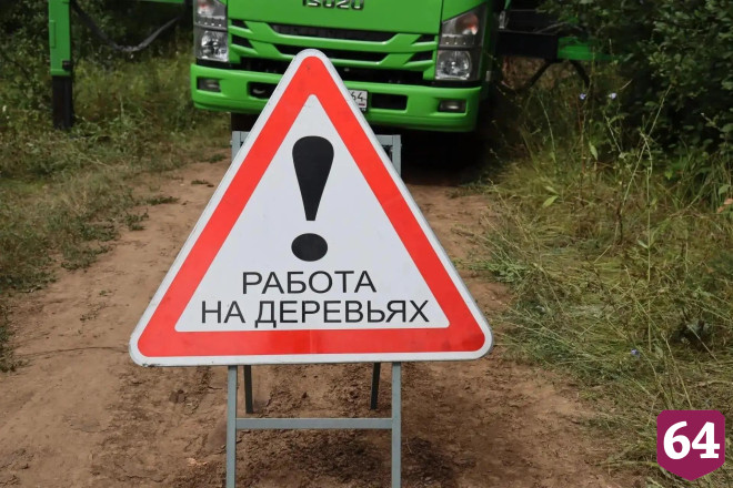 В Саратовской области провели работы по оздоровлению 112-летнего дуба