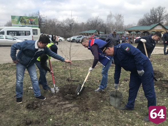 В Саратове губернатор посадил березы на Кумысной поляне