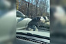 В Саратове пешеходов избили во время дорожного конфликта
