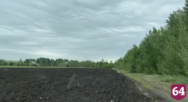 Вдоль дорог Саратова сделают «живую изгородь»