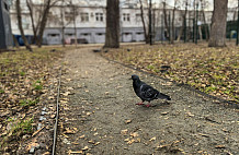 В Саратовской области прогнозируют небольшой дождь и до 13 градусов тепла