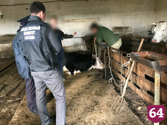 Прохожий нашел на дороге труп растерзанного быком пастуха 