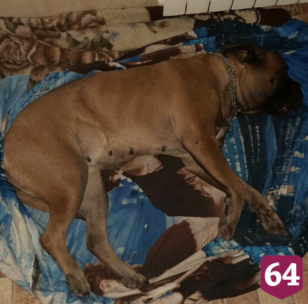 В Саратове после падения собаки с 5-го этажа возбуждено уголовное дело