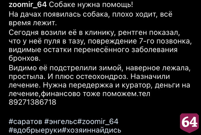 В Саратове собирают деньги для собаки с пулей в теле