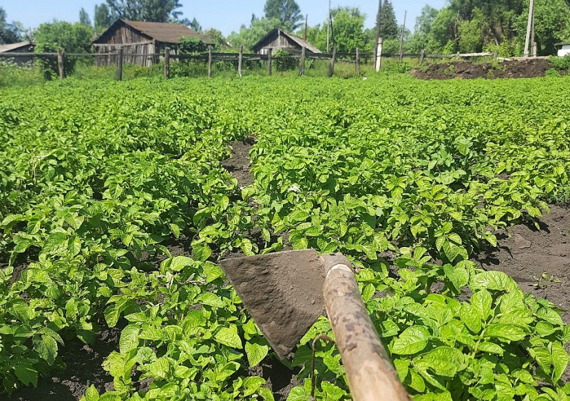 Саратовский чиновник в выходной занялся прополкой огорода