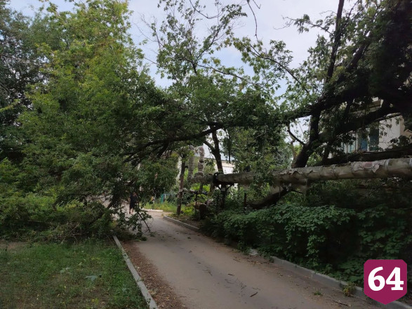 В Саратове обрушившееся дерево повисло над дорогой